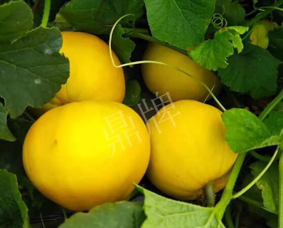 蔬菜種子種植戶客戶點評-純賺50萬，我這個“張大膽”榮光了一把！