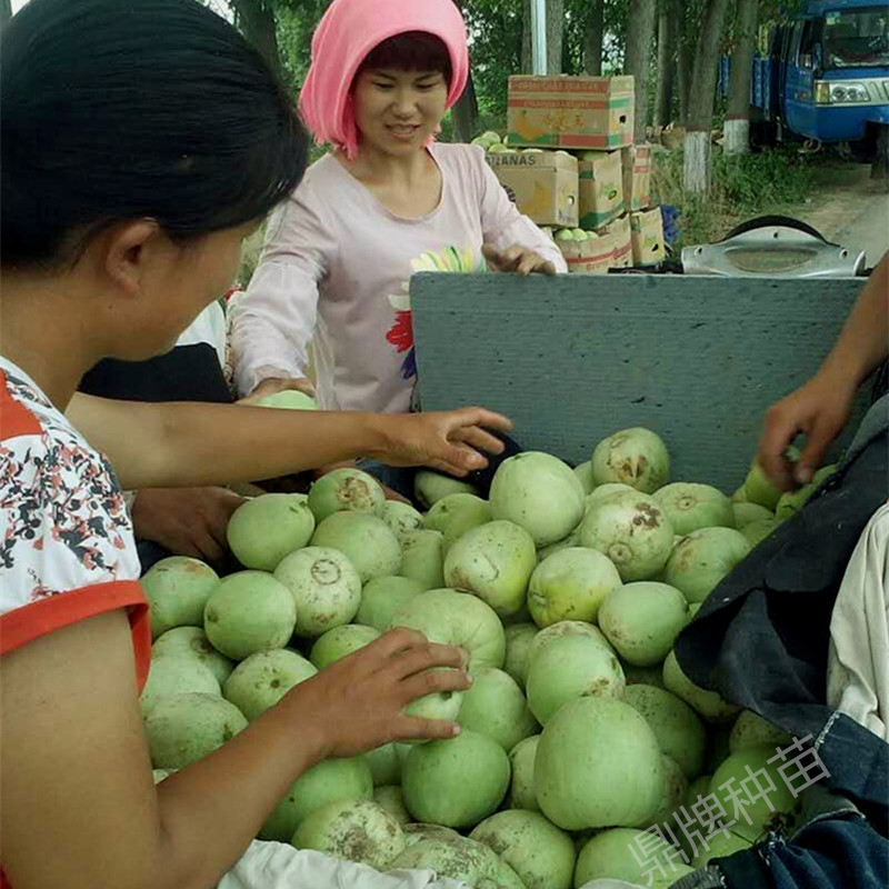 甜瓜種植戶(hù)喜獲豐收（濟(jì)寧）