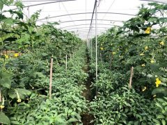 蔬菜種子種植戶客戶點(diǎn)評-這個(gè)品種，結(jié)瓜太夸張了！太恐怖了！