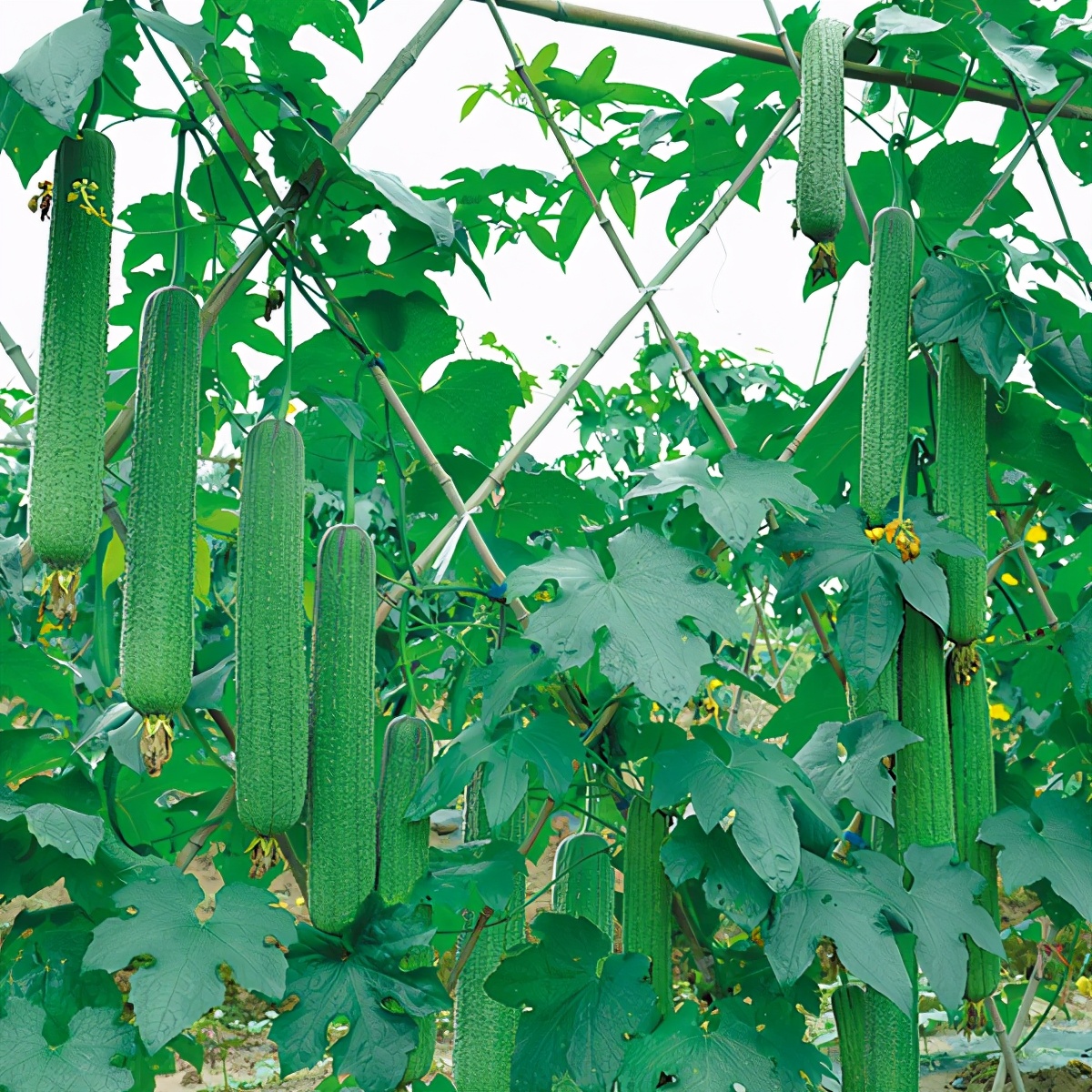 這個絲瓜畝產(chǎn)可達8000公斤，菜農(nóng)2021年致富的絲瓜品種