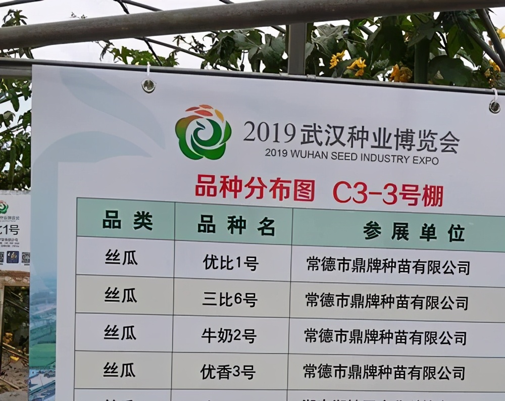 這個絲瓜畝產(chǎn)可達8000公斤，菜農(nóng)2021年致富的絲瓜品種