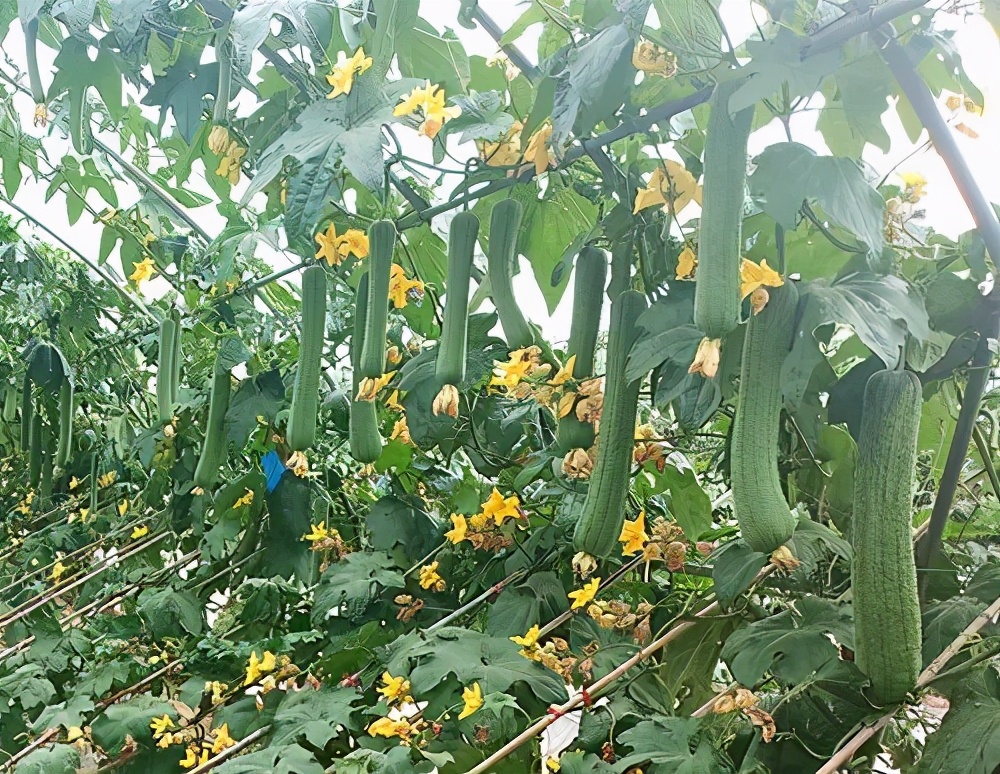 這個絲瓜畝產(chǎn)可達8000公斤，菜農(nóng)2021年致富的絲瓜品種
