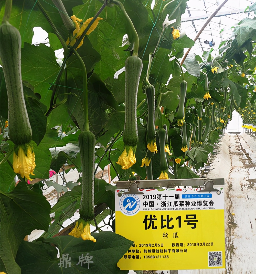 這個絲瓜畝產(chǎn)可達8000公斤，菜農(nóng)2021年致富的絲瓜品種