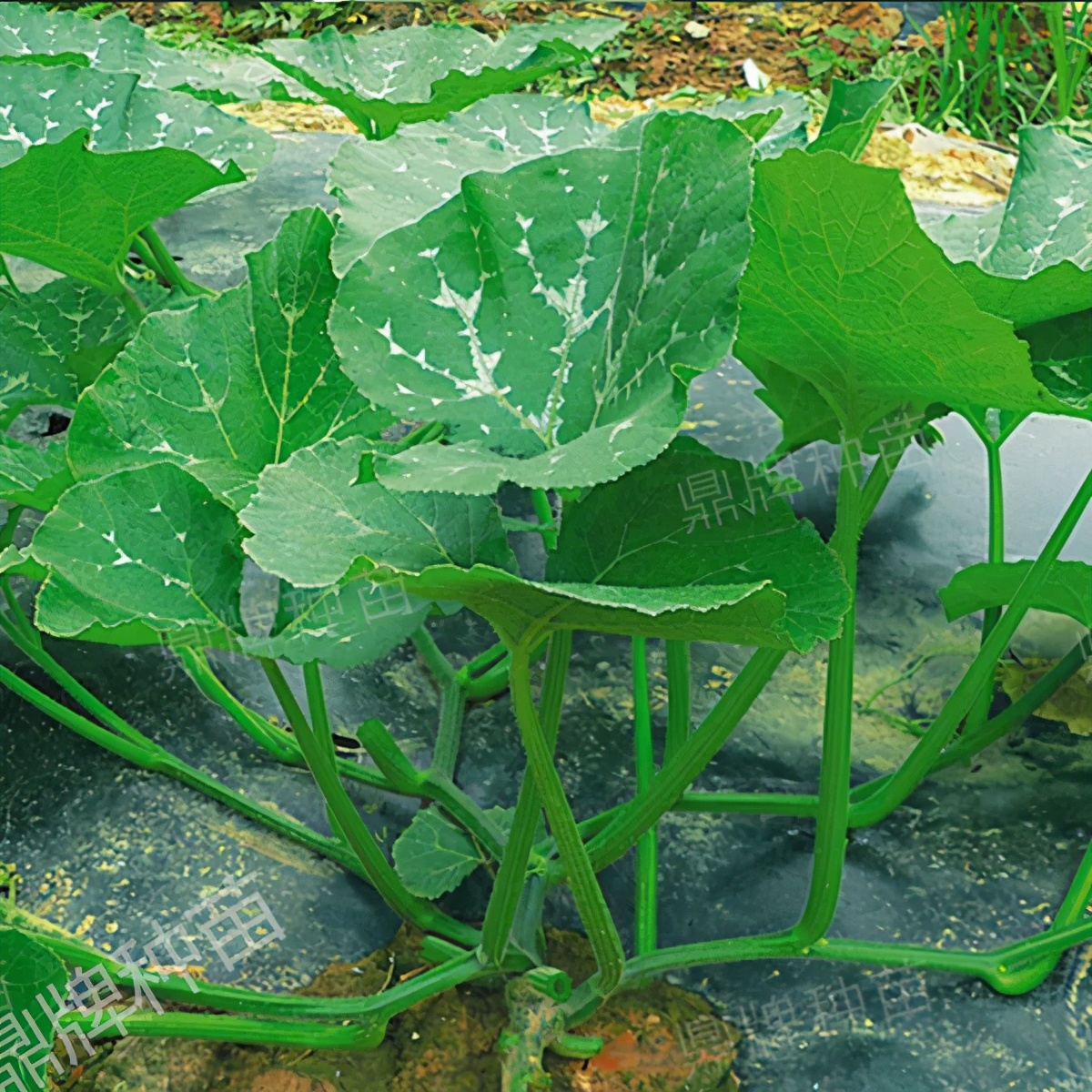 種這種綠葉菜，栽培輕松，畝產(chǎn)值過萬元，菜農(nóng)表示很劃算