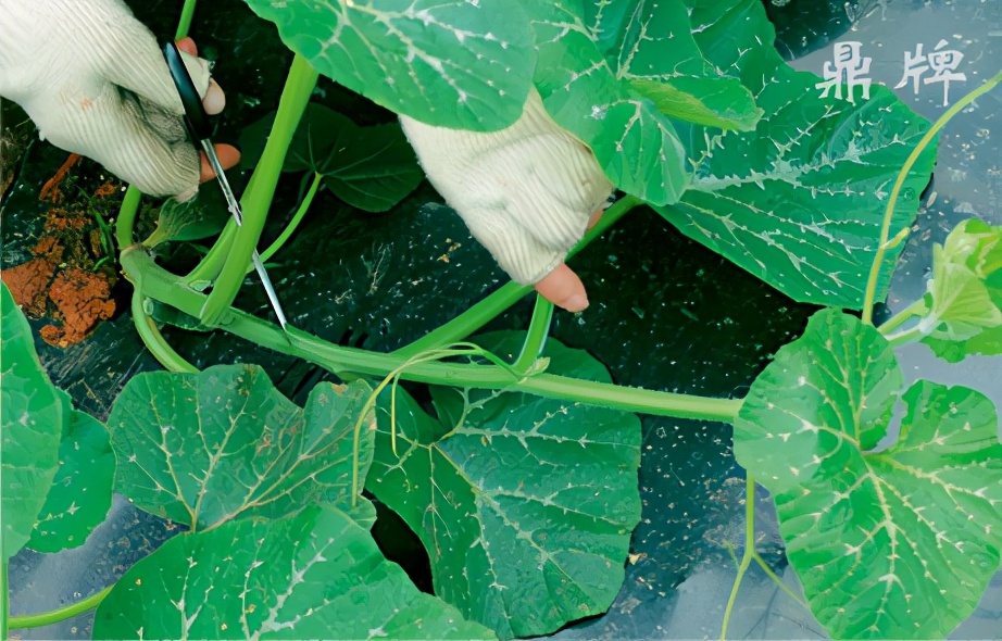 種這種綠葉菜，栽培輕松，畝產(chǎn)值過萬元，菜農(nóng)表示很劃算