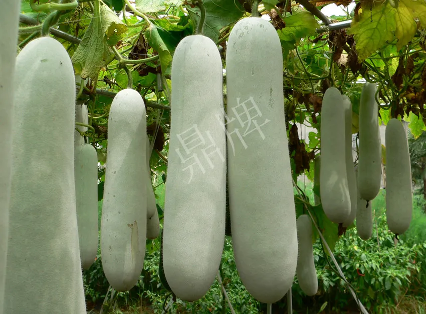 這個品種太優(yōu)秀了！耐儲耐運，適合大面積種植，菜農(nóng)瓜販都喜歡