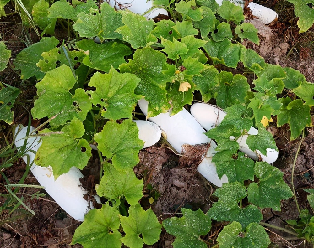 這個品種太優(yōu)秀了！耐儲耐運，適合大面積種植，菜農(nóng)瓜販都喜歡