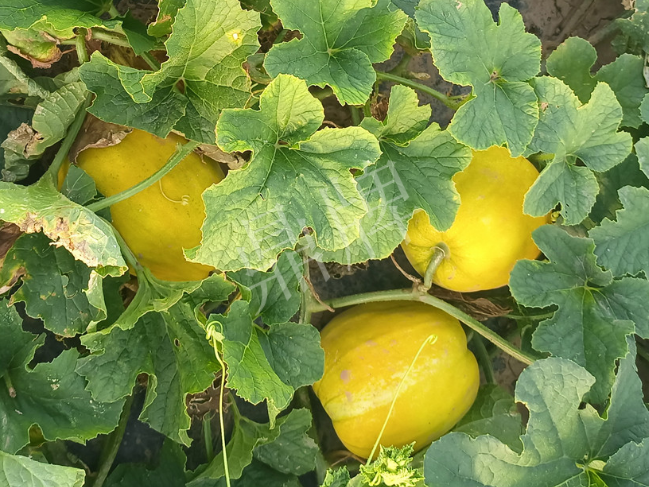 蔬菜種子種植戶客戶點評-種它！種它！高溫季節(jié)就種它！