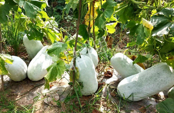 蔬菜種子種植戶客戶點評-驚訝！炎炎烈日下，小孩大聲喊：“大雪球！大雪球……”怎樣一回事？
