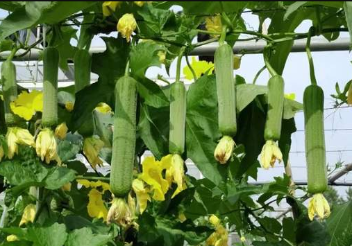 蔬菜種子種植戶客戶點評-每畝收入2萬元！這個絲瓜品種大受歡迎！