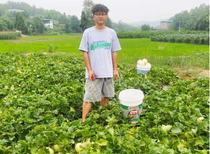 蔬菜種子種植戶客戶點評-甜瓜新品上市，每個賣9元，很暢銷！