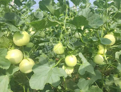 蔬菜種子種植戶客戶點評-種植這個新品種，我感到非常滿意！