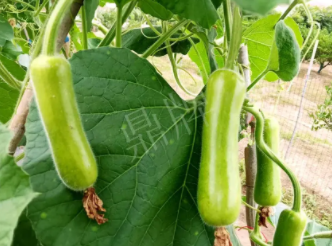 蔬菜種子種植戶(hù)客戶(hù)點(diǎn)評(píng)-科研人員發(fā)誓研究的一個(gè)抗高溫品種，您可能需要！