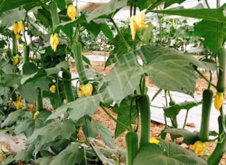蔬菜種子種植戶(hù)客戶(hù)點(diǎn)評(píng)-一株結(jié)瓜30多個(gè)，價(jià)錢(qián)好，賺了！