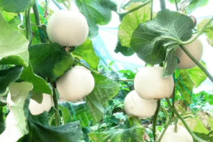 蔬菜種子種植戶(hù)客戶(hù)點(diǎn)評(píng)-丁老板說(shuō)：種植這個(gè)品種，獲得了滿(mǎn)意的收入，確實(shí)“爽歪歪”