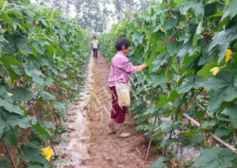 蔬菜種子種植戶(hù)客戶(hù)點(diǎn)評(píng)-85歲老奶奶，還是種植基地的領(lǐng)頭人，做的怎么樣？一起去看看…