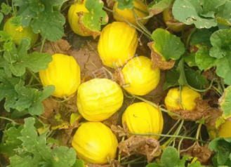 蔬菜種子種植戶(hù)客戶(hù)點(diǎn)評(píng)-瓜農(nóng)說(shuō)：“還得是這個(gè)品種??！”，什么品種讓種植戶(hù)如此感慨？